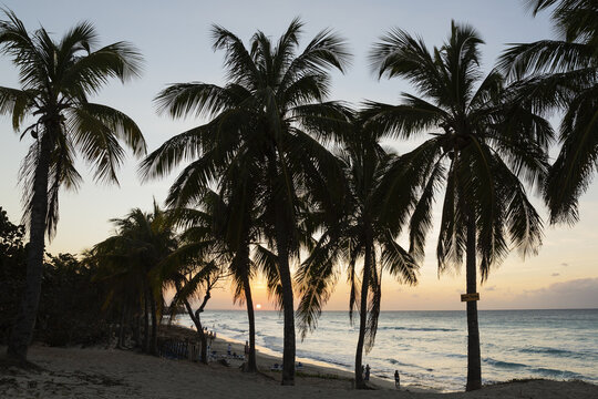 View of palm trees on a sandy beach at sunset with the ocean in the background and people walking along the shore in Varadero, Matanzas, Cuba.