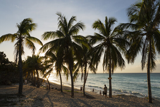 View of palm trees on a sandy beach at sunset with people walking along the shore in Varadero, Matanzas, Cuba.