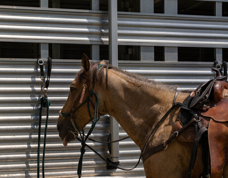 A saddled brown horse tied up outdoors against a modern corrugated metal wall background, showing its profile and tack.