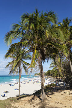 View of palm trees on a sunny sandy beach with turquoise ocean water and people relaxing under the clear blue sky in Varadero, Matanzas, Cuba.