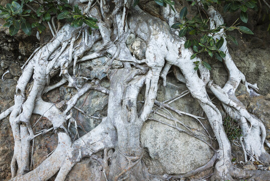 View of thick, light-colored tree roots spreading over rugged, textured rock surfaces with small green leaves in Baracoa, Guantanamo, Cuba.