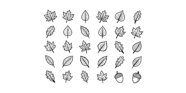 Autumn forest foliage and acorns for seasonal nature design elements.
