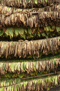 View of tobacco leaves hanging to dry on wooden racks in a traditional curing barn in Pinar del Rio, Pinar del Rio, Cuba.
