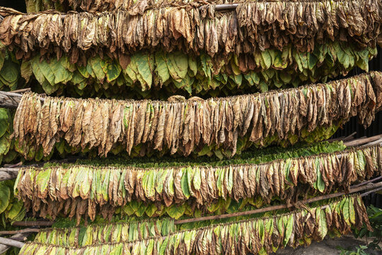 View of tobacco leaves hanging to dry on wooden racks in a traditional curing barn in Pinar del Rio, Pinar del Rio, Cuba.