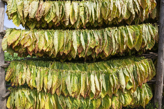 View of tobacco leaves hanging to dry in a traditional wooden barn in Pinar del Rio, Pinar del Rio, Cuba.