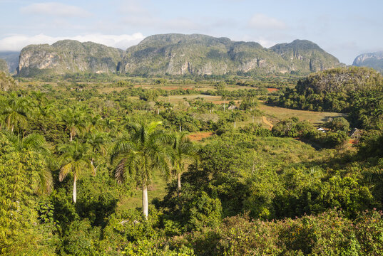 View of the lush Vinales Valley landscape with iconic limestone mogotes, vibrant palm trees, and red soil under a clear blue sky in Vinales, Pinar del Rio, Cuba.