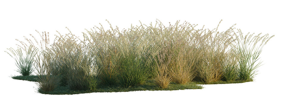 Bouteloua curtipendula tree shrub, plant bush, cutout, isolate transparent background, Grassy Border with Mixed Texture - Lush Green and Golden Grasses for Landscaping Design Elements