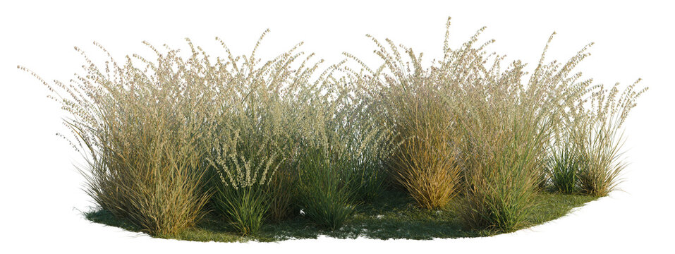 Bouteloua curtipendula tree shrub, plant bush, cutout, isolate transparent background, Dense ornamental grass shrub isolated on a transparent background for landscaping design.