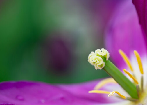 Blooming tulip captured up close. Tulips macro with soft green background. Floral tulip close-up photography. Tulip blossom macro texture. Colorful tulip flower detail. Tulips pollen.
