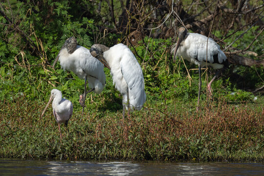 Wood storks (Mycteria americana) and roseate spoonbill (Platalea ajaja) resting on marsh bank, Florida