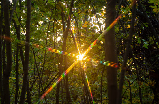 Spectra of the setting sun.
When light passes through the crown of a tree, patterns are formed.
