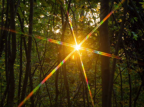 Spectra of the setting sun.
When light passes through the crown of a tree, patterns are formed.
