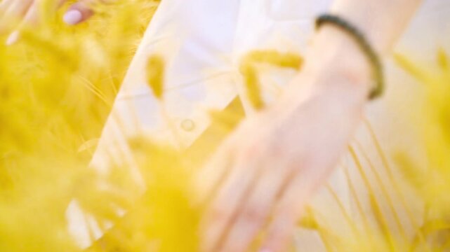 Young woman wearing white dress gently running hands through wheat crop. Romantic girl enjoying summer harvest time in countryside nature