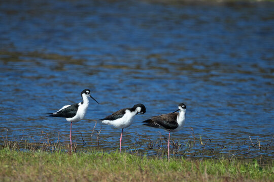 Black-necked stilts (Himantopus mexicanus) at shoreline with blue water copy space, Florida