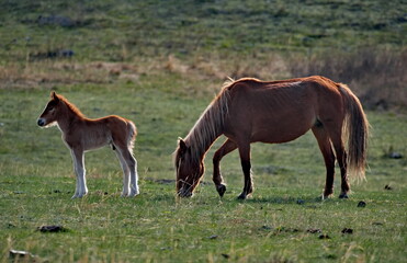 Russia. mountain Altai. Peacefully grazing horses with foals in the spring mountain steppes along the Chuisky highway. © Александр Катаржин