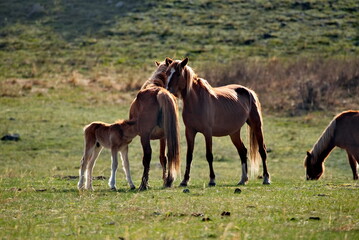 Obraz premium Russia. mountain Altai. Peacefully grazing horses with foals in the spring mountain steppes along the Chuisky highway.