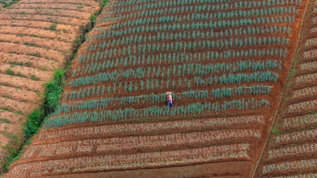 Aerial view of a farmer walking through rows of crops in a terraced field in Indonesia.