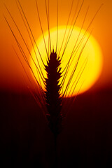 Obraz premium Sunset light on wheat. Sunset glow behind crop. Golden sunset field background. Warm sun with bokeh.