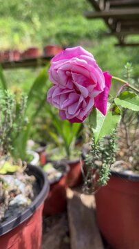 Pink rose blooming among potted succulents in plant nursery