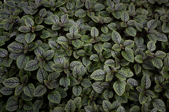 Lush dark-green tropical leaves form a full-frame overhead texture, dense organic pattern and vibrant foliage showcasing natural growth, detail and serene garden freshness