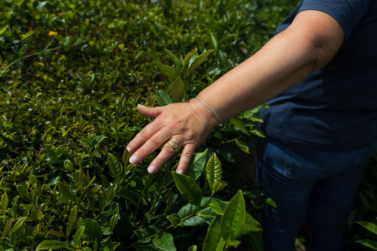 Woman's hand gently touching the delicate, vibrant green leaves of a tea plant in a lush plantation, symbolizing care and connection with nature and agriculture