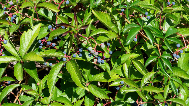 Parthenocissus quinquefolia - Virginia creeper or five-finger. Climbing plant producing grapes of blue berries supported by deep pink stems, nestled among lush green, palmately toothed foliage
