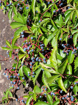 Virginia creeper (Parthenocissus quinquefolia), Vine plant with dark pink stems bearing delicate blue berries surrounded by lush green foliage climbing up a rock