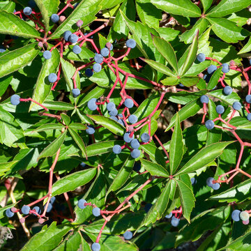 (Parthenocissus quinquefolia) Virginia creeper, a ground-covering plant with palmate green foliage consisting of five slightly toothed leaflets and dark blue berries borne on red stems

