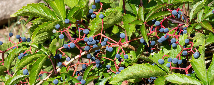 Parthenocissus quinquefolia | Virginia creeper - Five-leaved ivry - Woodbine - Five-finger. Reddish stems bearing blue to black berries above palmate, toothed leaves with five leaflets
