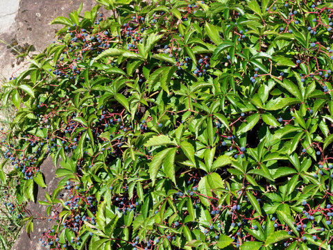 Virginia creeper or parthenocissus quinquefolia creeping shrub covering a rock with radiating, palmate, leaves with five leaflets, producing grapes of small, dark blue fruits on bright pink stems
