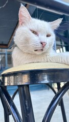 cat on the window © Viktoriia