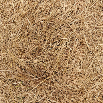 background straw, texture of straw
