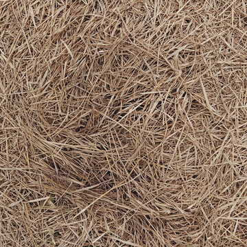 texture of straw. background straw, hay