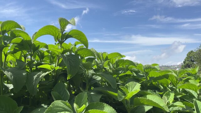 Cuban oregano plant growing against blue sky in herb garden