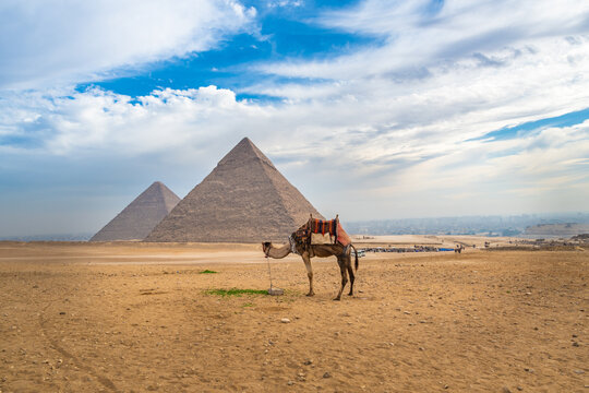 Camel Standing in the Desert with the Pyramids of Giza in the Background, Cairo, Egypt