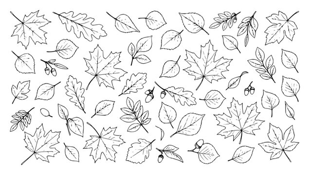 Flat lay vector illustration of various autumn leaves scat set with simple line art design featuring sketches, drawings, vector graphics with minimalist and simple illustrations