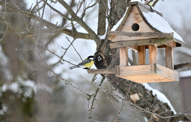 Portrait of great titmouse sitting on the branch with wooden birdhouse  © Pavol Klimek