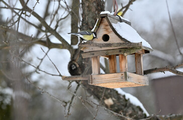 Great tit enters the hole in the birdhouse on a branch in the garden © Pavol Klimek