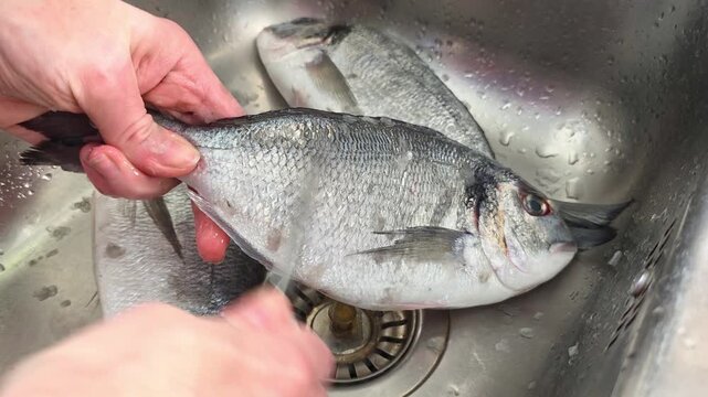 Woman's hands scaling a sea brim fish with a knife over the sink, seafood preparation process, home cooking scene.