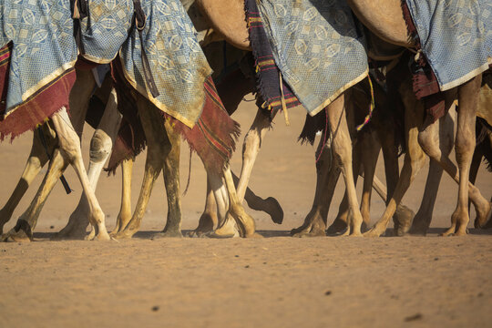 Training for camel racing in the Rub' al Khali empty quarter desert, Najran Province, Hubuna, Saudi Arabia