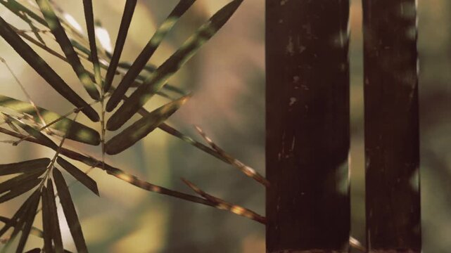 Sunlight cascades through a lush bamboo forest, illuminating green leaves and sturdy stalks. The tranquil scene creates a peaceful atmosphere, inviting nature lovers to explore.
