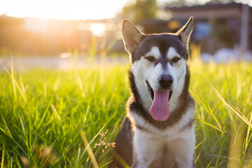 Portrait of a cute siberian husky dog in green grass outdoor under sunny sky. © nateejindakum