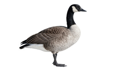 Canada goose with black neck and white cheek patch, isolated on transparent background © PNGera