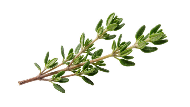 Fresh green thyme sprig with small leaves, isolated on transparent background