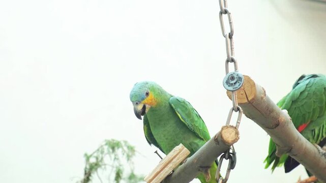 Green parrots rest on angled wooden perches and move gently around hanging chain hardware. One bird climbs higher, another bends forward, and flashes of yellow and red appear on wing edges.
