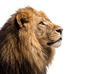 Majestic male lion head portrait profile view Isolated transparent background © Fanni Art