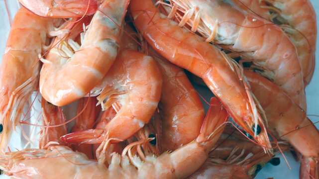 crevettes roses