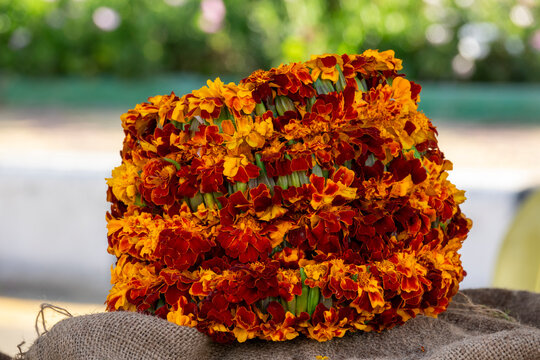 Close-up of a floral crown made of marigold flowers, Asir province, Rijal Alma, Saudi Arabia