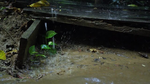 Rainwater runoff drips from a weathered wooden surface, splashing into a muddy puddle on the ground and nurturing a small green plant during a downpour.