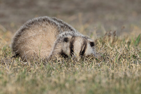 asian badger (meles leucurus, ssp. amurrensis) resting in the sun, found at Buir Nuur (Buir Lake) in Dornod Aimag in Mongolia